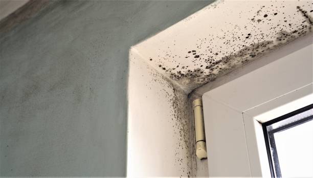Dehumidification Services in Niagara Falls, NY