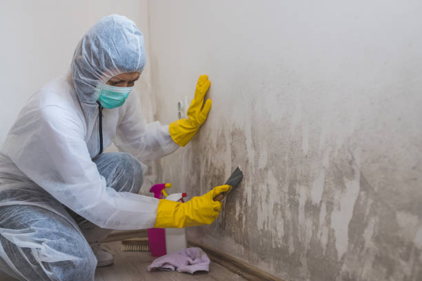 Best Mold Damage Restoration  in Niagara Falls, NY