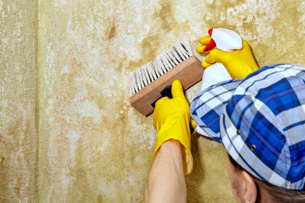 Best Crawl Space Mold Remediation  in Niagara Falls, NY