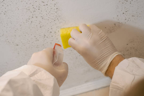 Best Comprehensive Air Testing for Mold Contaminants  in Niagara Falls, NY