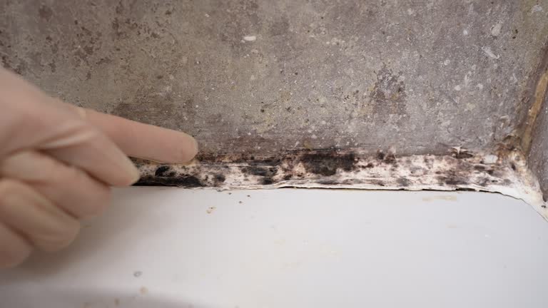 Best Emergency Mold Remediation  in Niagara Falls, NY